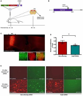 RNA-Sequencing Analysis Reveals a Regulatory Role for Transcription Factor Fezf2 in the Mature Motor Cortex